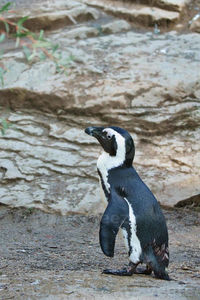 Penguin on rocks. Small water bird. Black and white plumage of sea bird. Animal photo