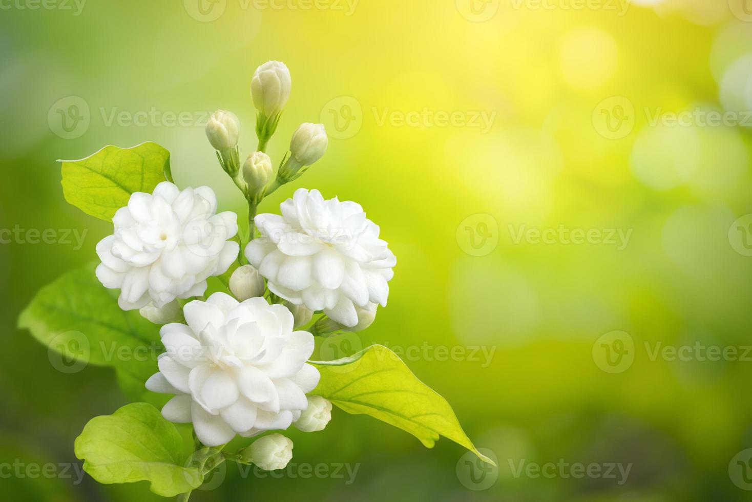 Jasmine flower on leaf green blurred background with copy space and