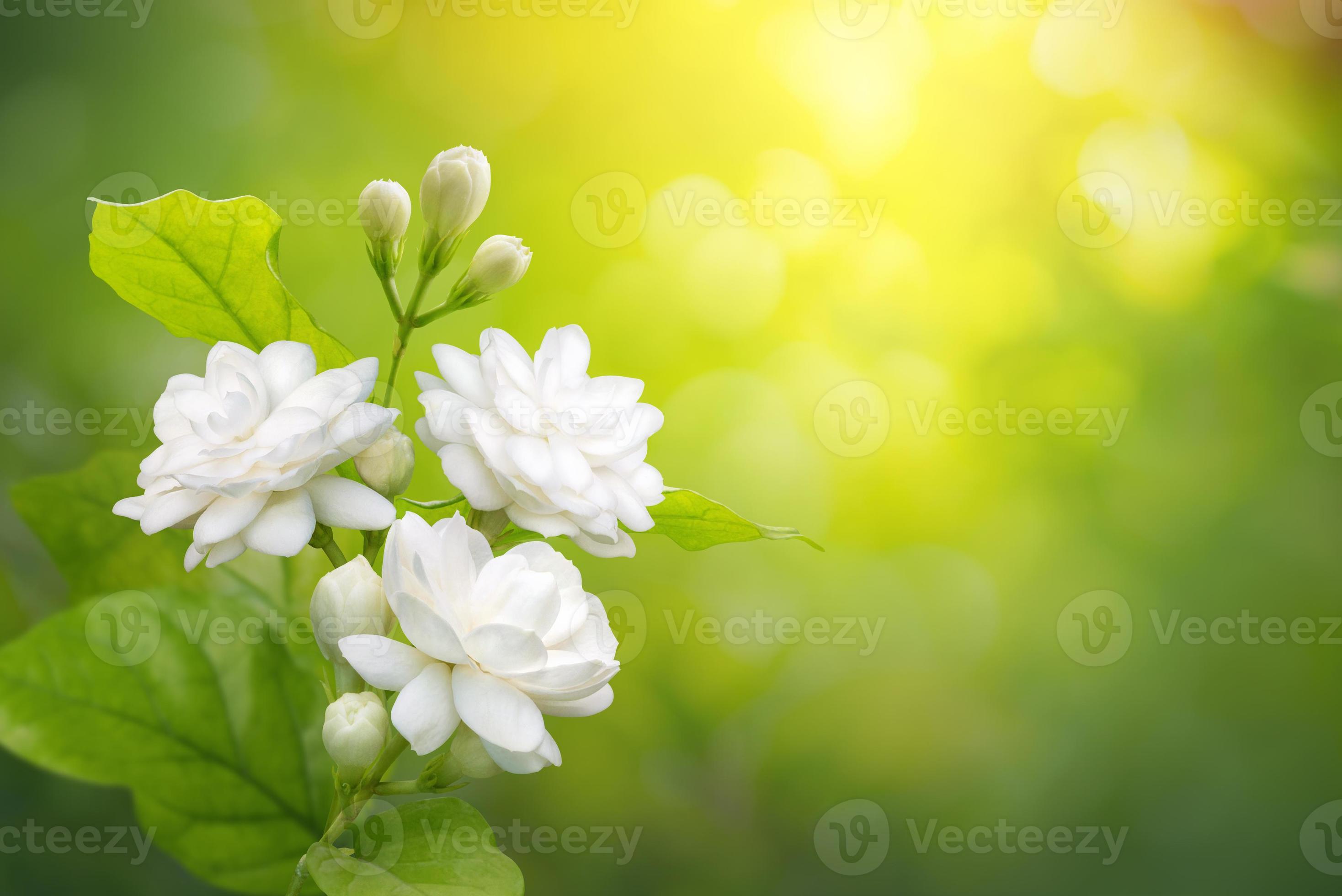Jasmine flower on leaf green blurred background with copy space and
