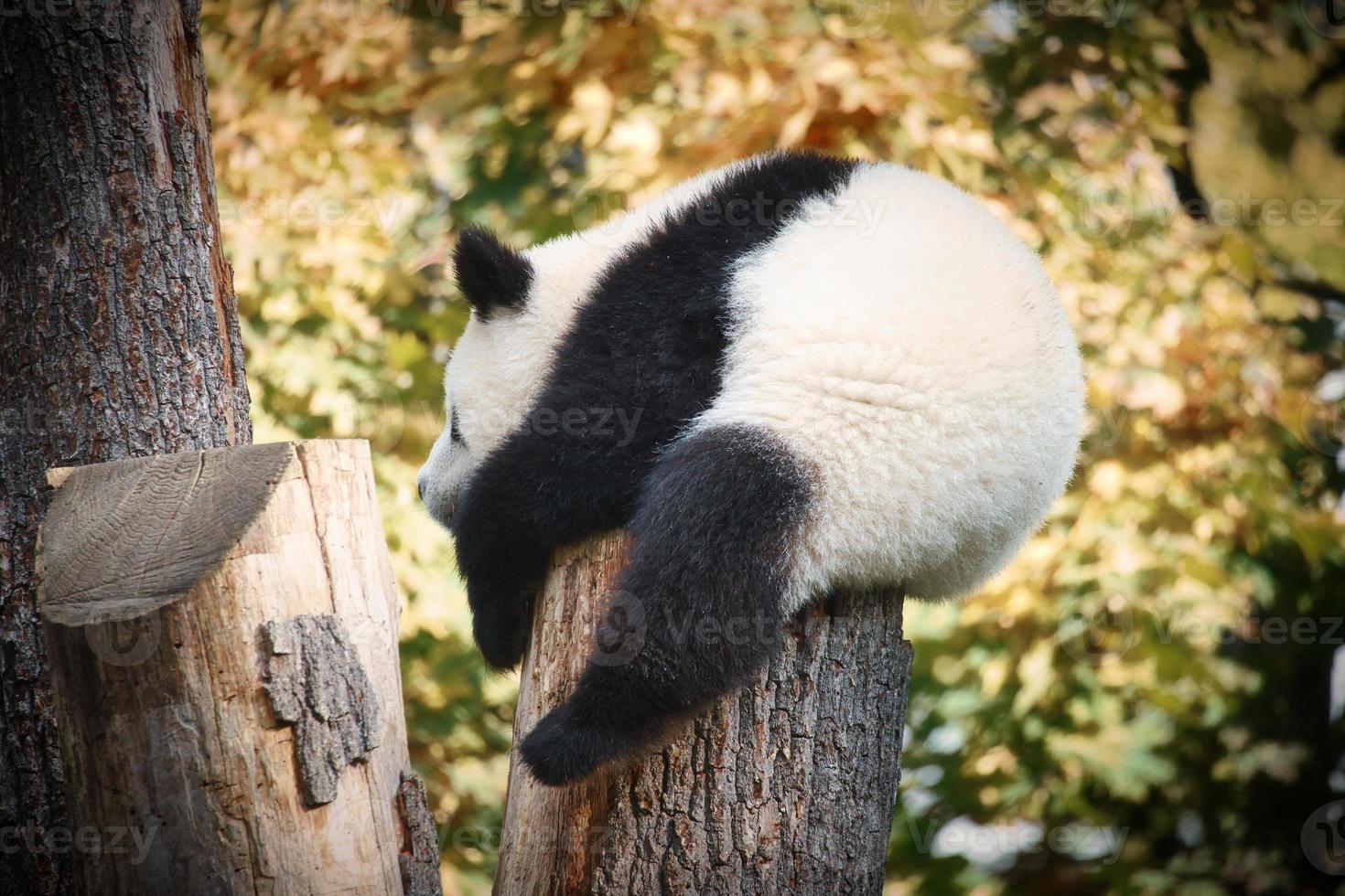 Giant panda sitting on a tree trunk in the high. Endangered mammal from China. photo