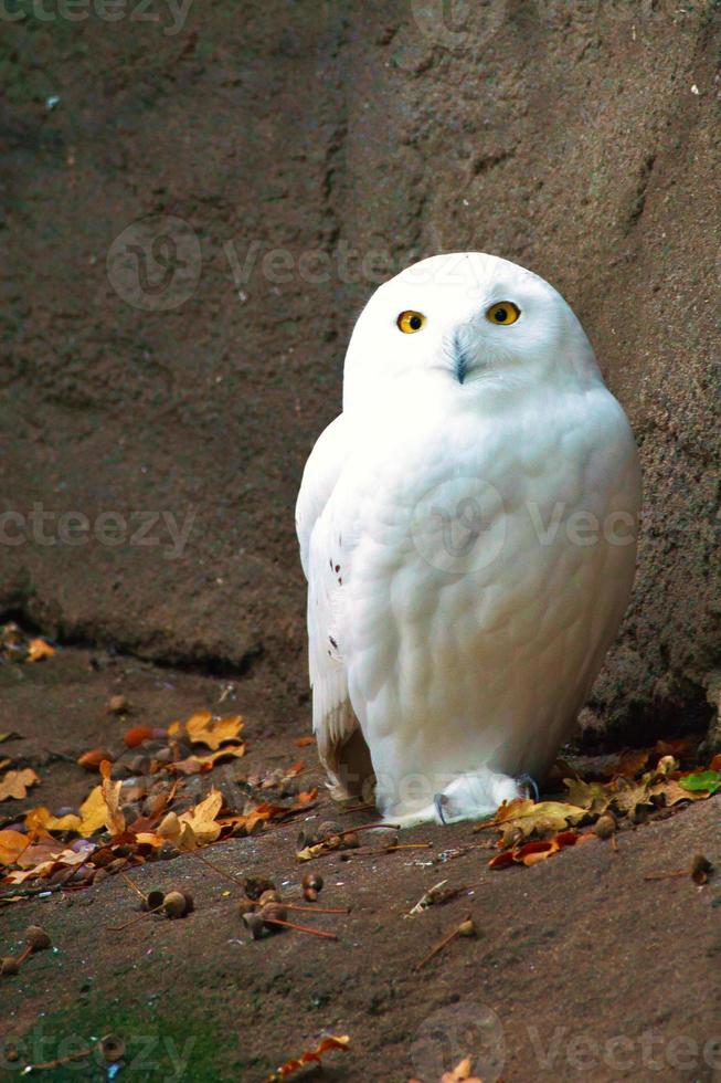 White Barn Owl. The owl is a bird of prey of the twilight and night photo