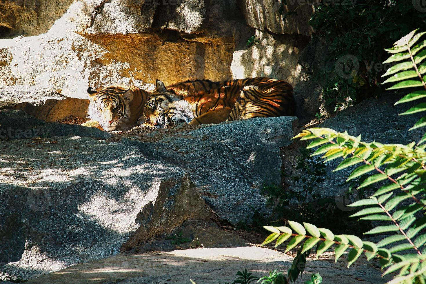 Three tiger cubs lying to rest. Striped fur of the elegant predators. Big cat photo