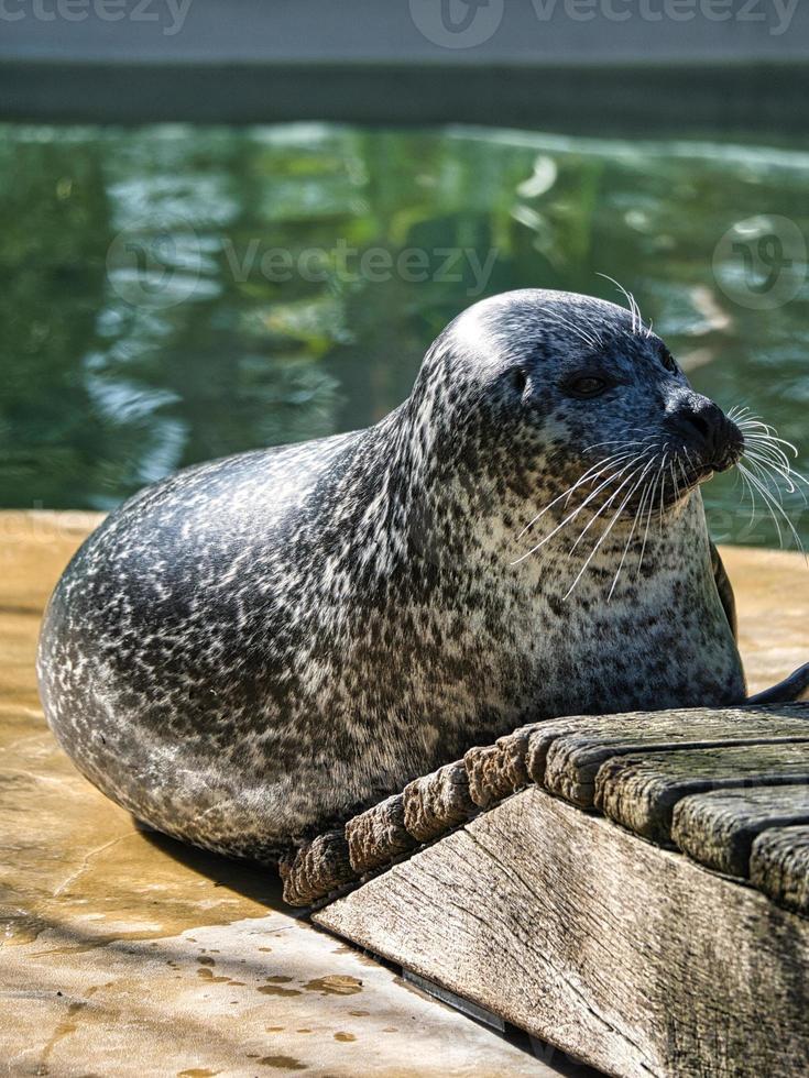 linda foca marina en el zoológico de berlín foto