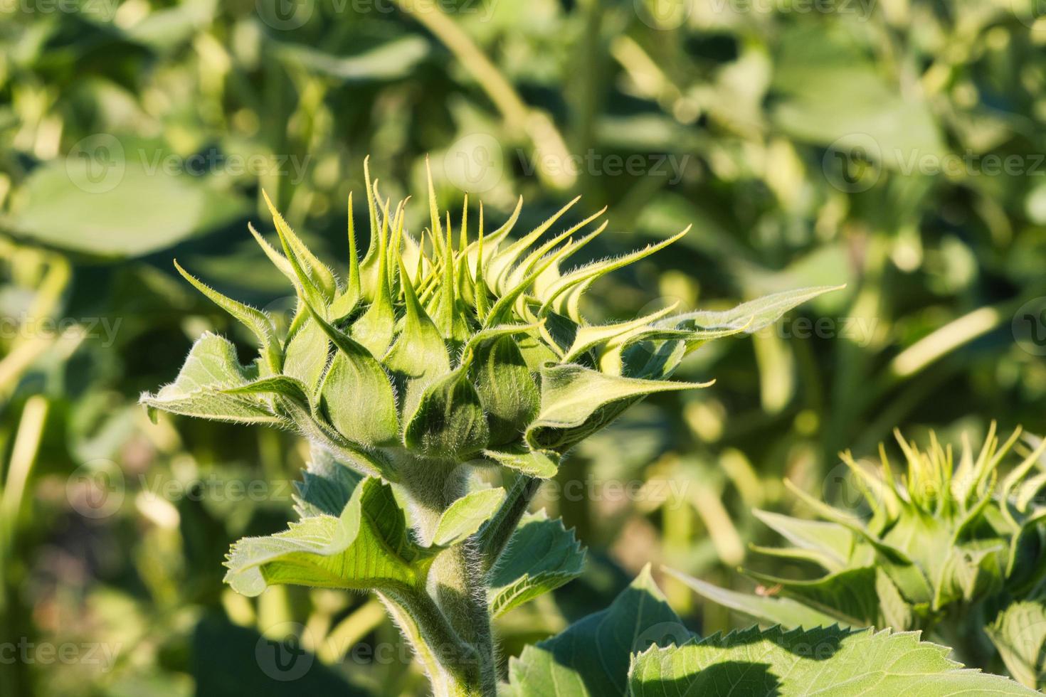 Sunflower bud on a sunflower field depicted individually. Round yellow flower photo