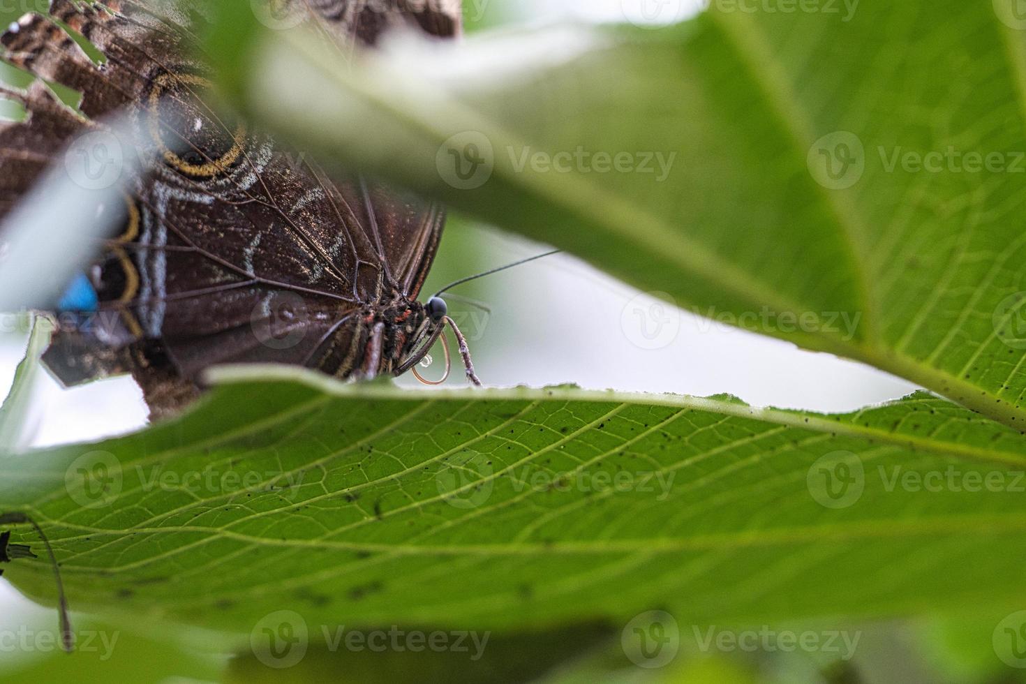 exotic butterfly on a leaf. delicate and colorful butterfly. photo