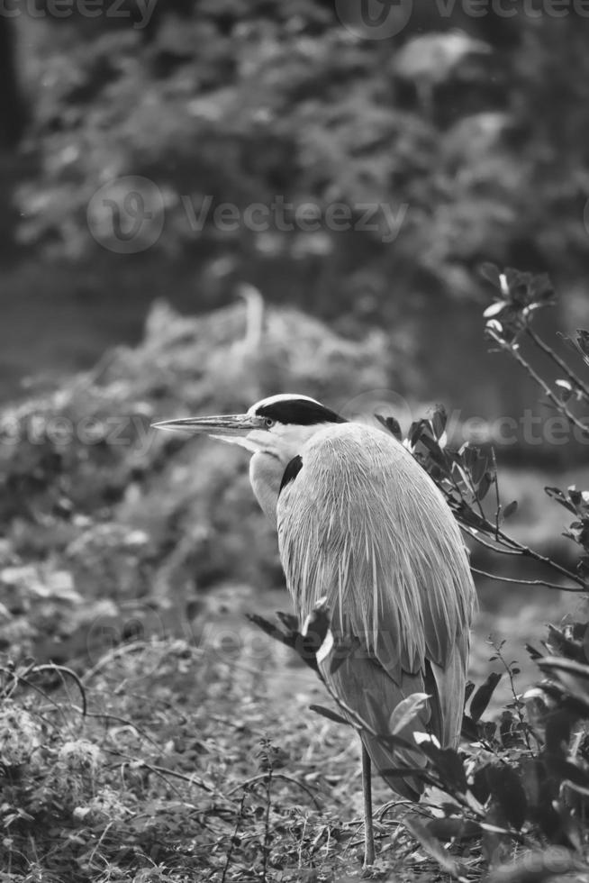 Grey heron sits on land and rests in the sun. An elegant hunter photo