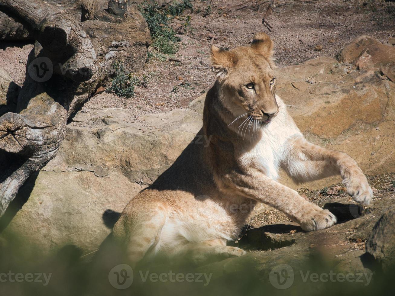 joven leona acostada sobre una piedra con vista al espectador. foto animal de depredador