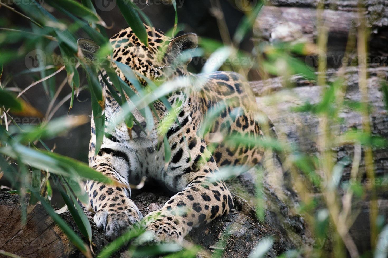 Jaguar lying behind grass. spotted fur, camouflaged lurking. The big cat is a predator. photo