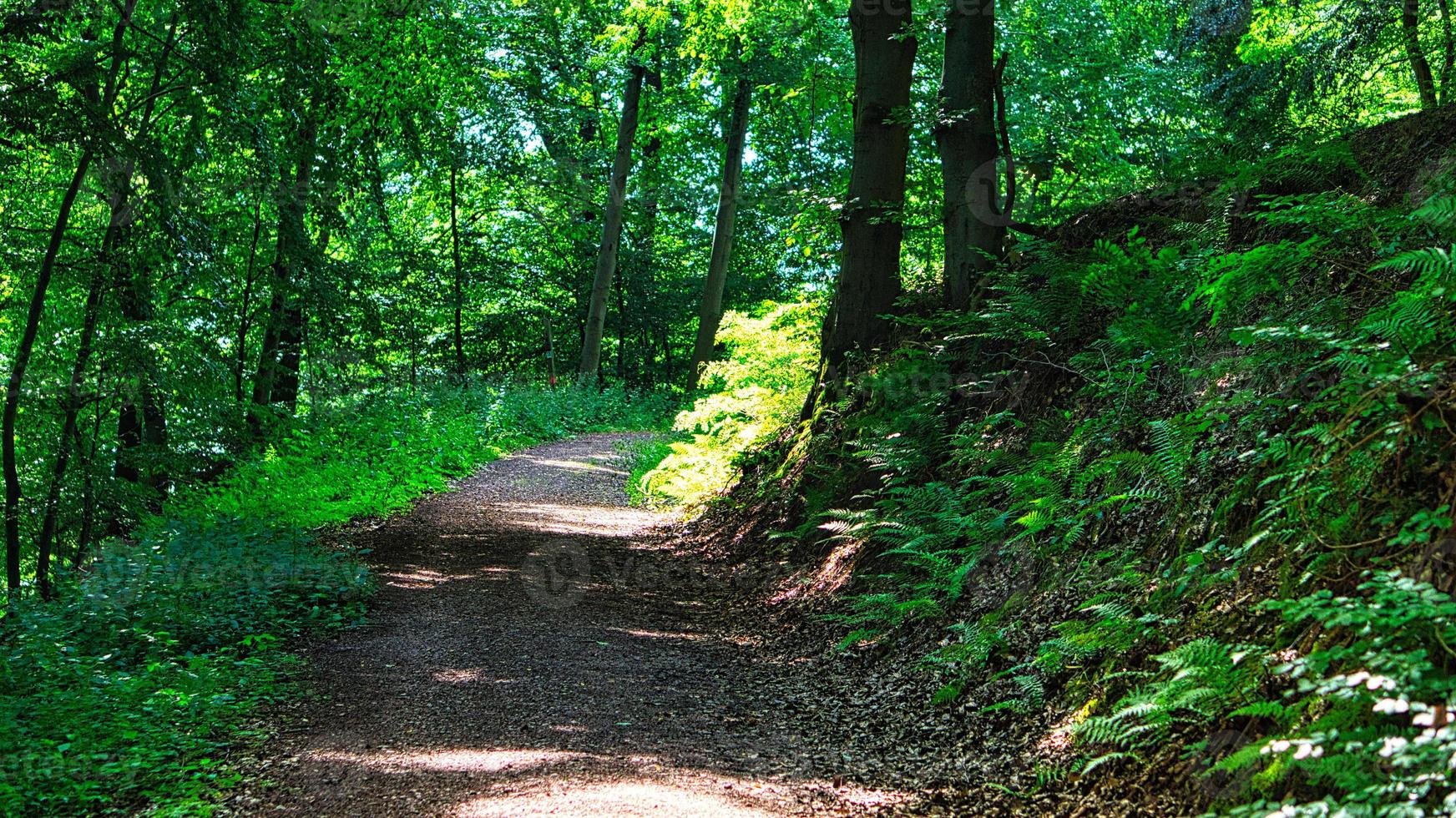 ruta de senderismo en un bosque caducifolio en sarre bajo el sol. foto del paisaje