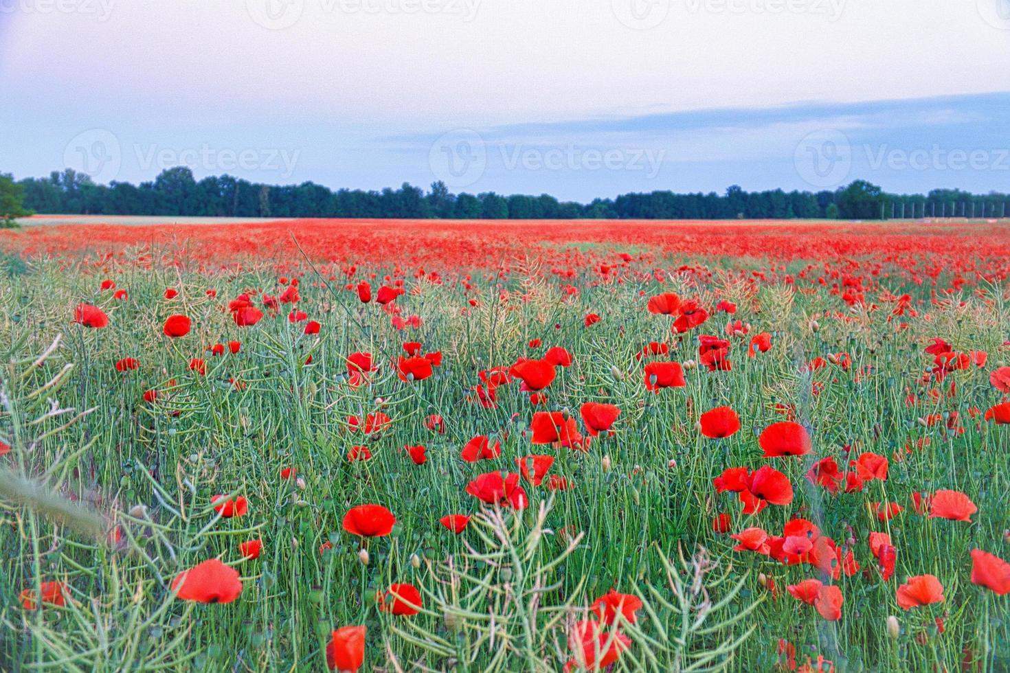The corn poppy shines in a red blaze of color. The delicate flowers in the cornfield. photo