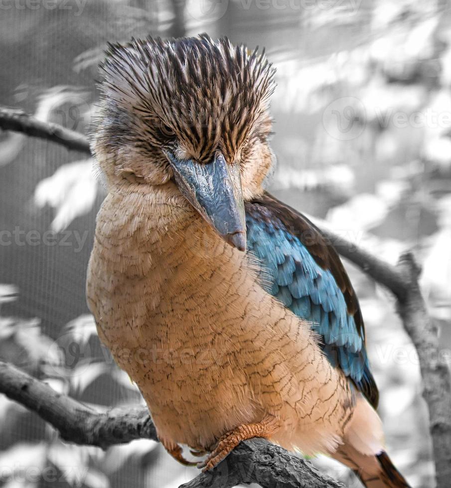 laughing hans on a branch. Beautiful colorful plumage of the Australian bird. photo