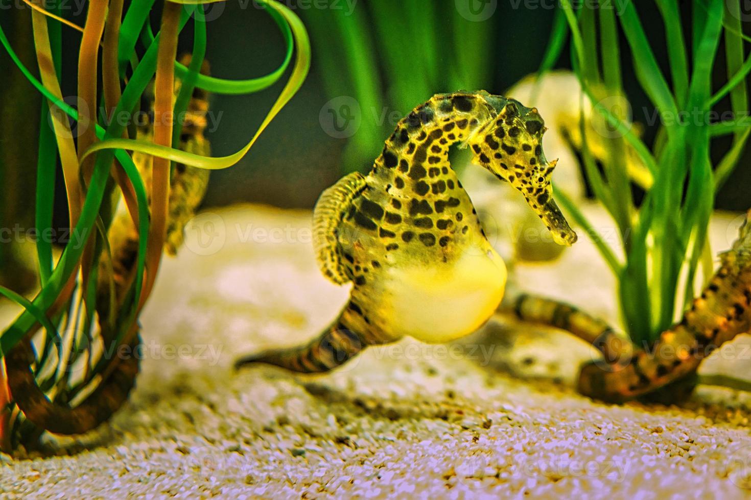 un caballito de mar en un acuario. el pequeño verde amarillo tiene niño en la madriguera foto