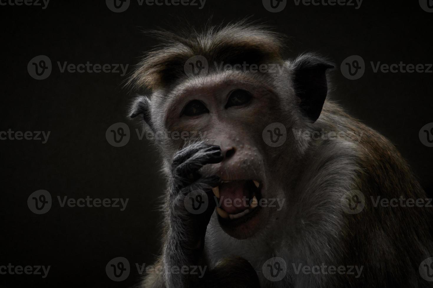 Rhesus monkey sitting on a branch and peeing in his teeth. animal photo of a mammal