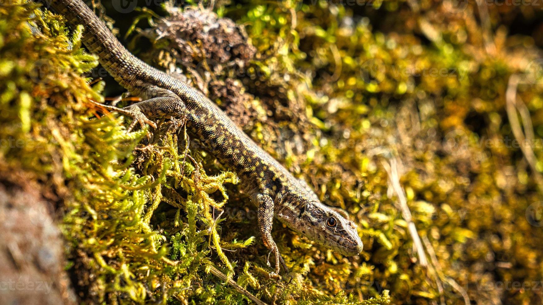 Lizard on a stone wall overgrown with moss. Animal shot of a reptile. photo