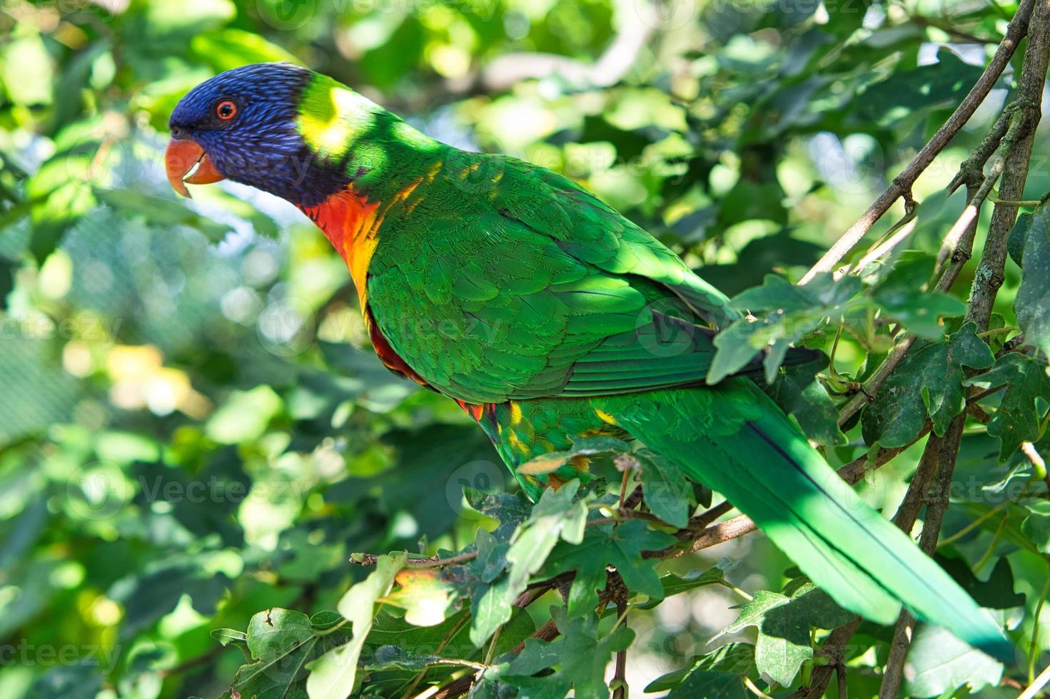 a colorful lori in the branches. loris are a species of parrot photo