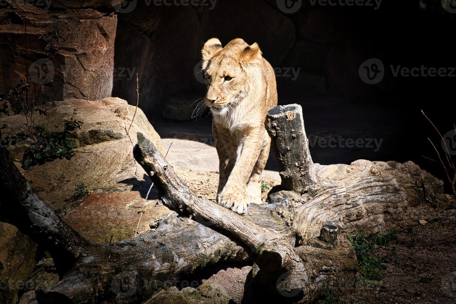 young lioness walking over stones looking at the viewer. Animal photo of a predator