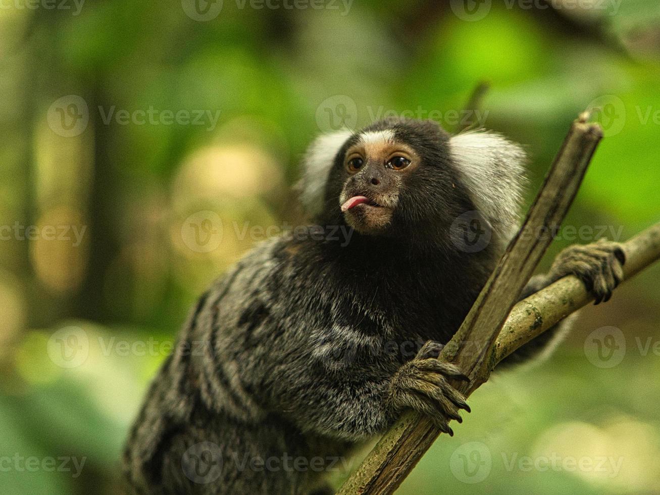 funny capuchin monkey sticking out his tongue photo