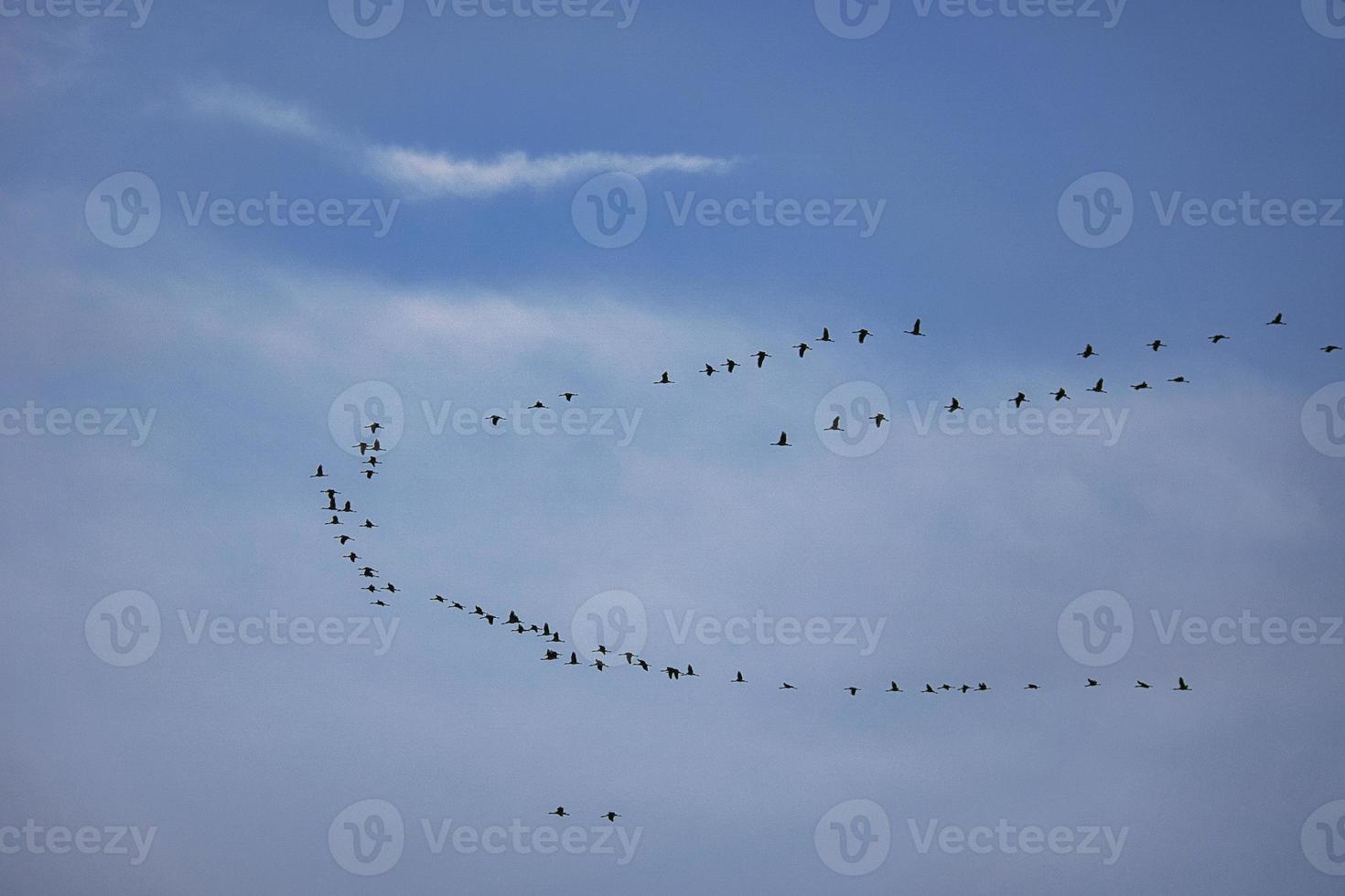 grúas moviéndose en formación en el cielo. aves migratorias en el darss. foto