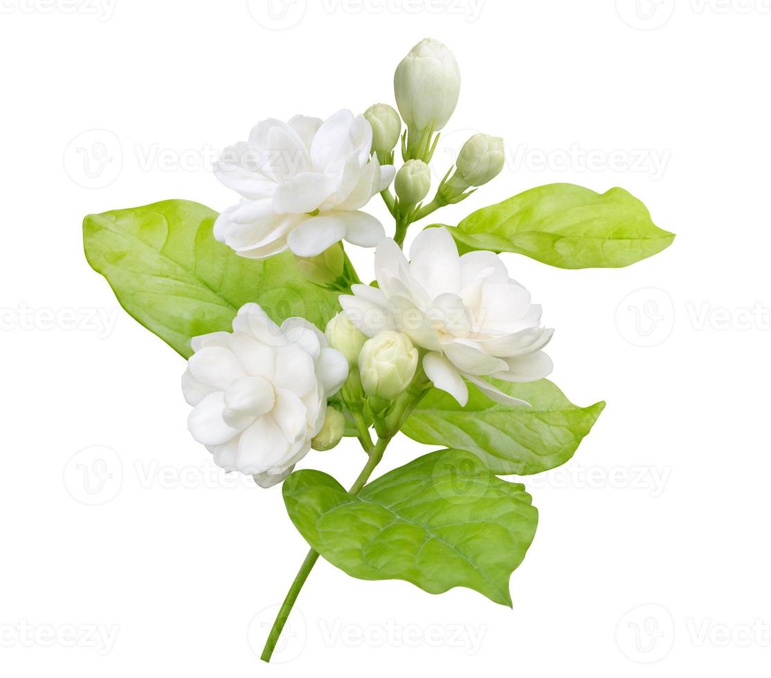 Jasmine flower isolated on white background with clipping path, symbol of Mothers day in thailand photo