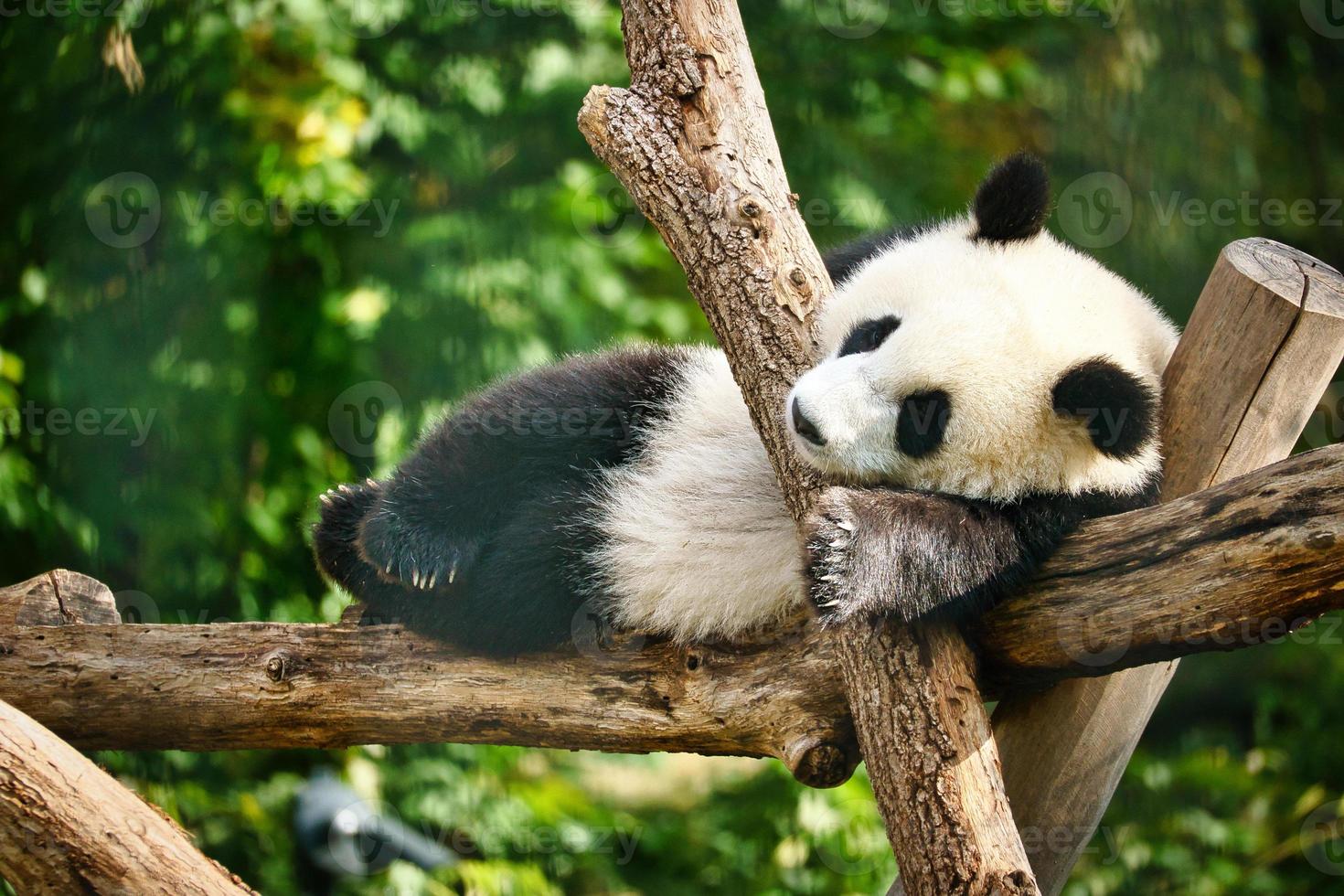Giant panda lying on tree trunks in the high. Endangered mammal from China. Nature photo