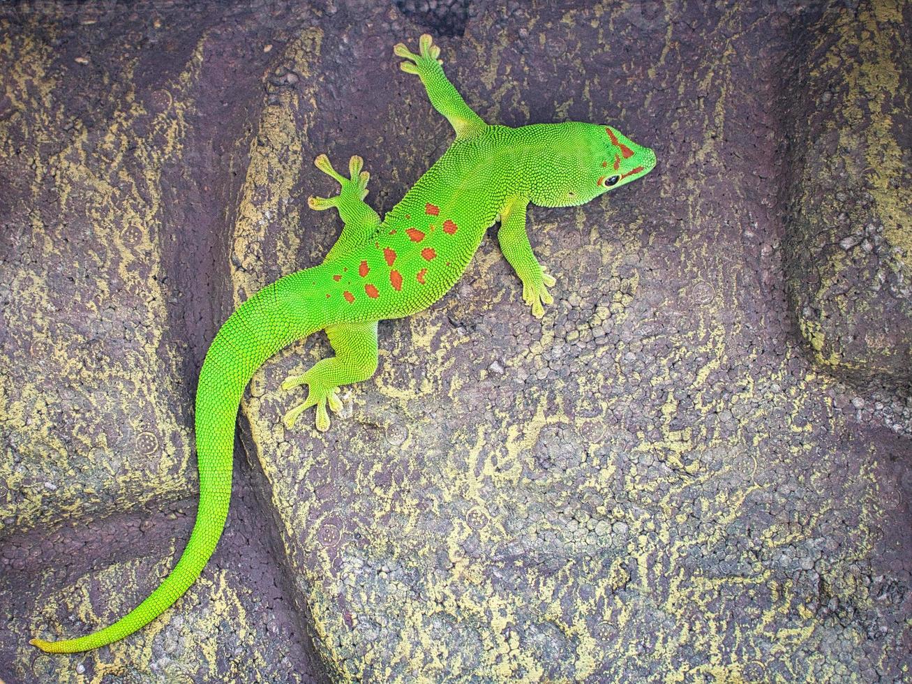 the emerald green geko is and beautiful tepid predator. It hunts insects. photo