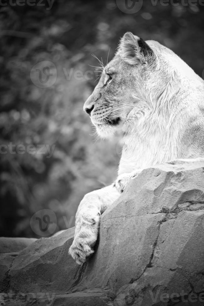 Lioness in white with lying on a rock. Relaxed predator. Animal photo of big cat