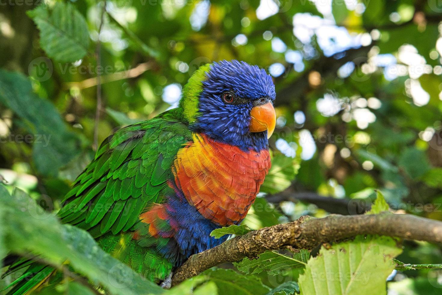 lori in foliage, colorful parrot species. photo
