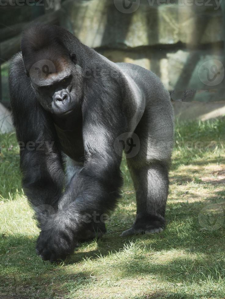 Gorilla, Silver back. The herbivorous big ape is impressive and strong. photo