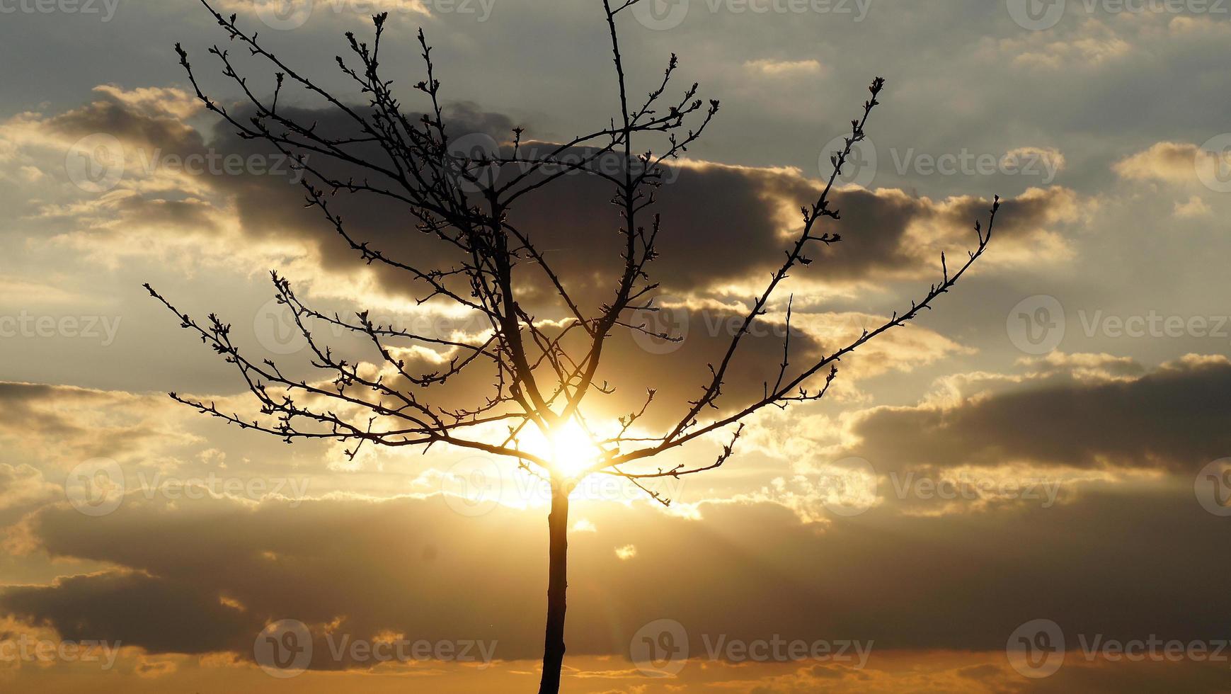 árbol joven desnudo a través del cual brillan los rayos del sol, con cielo nublado. foto