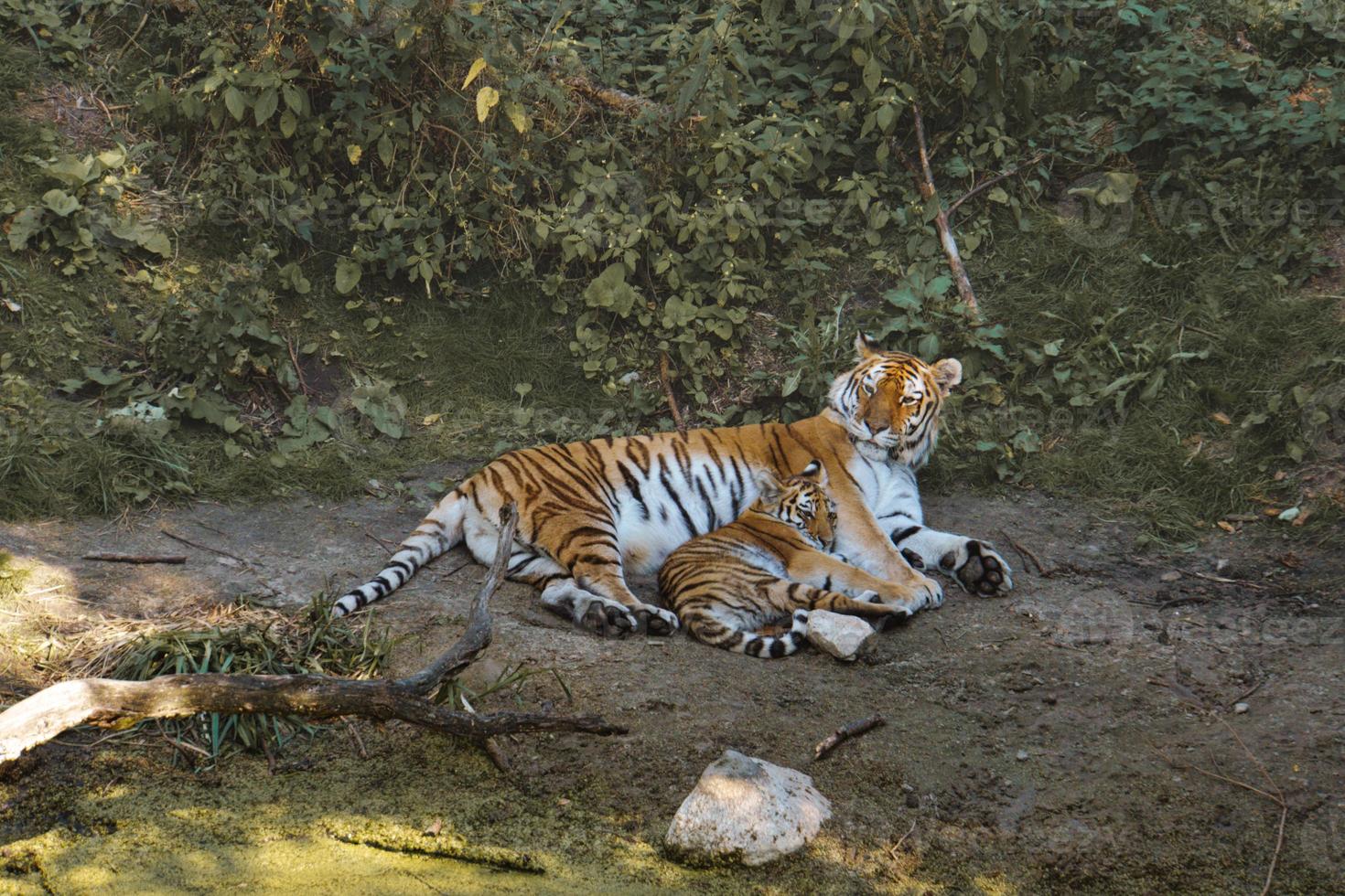 siberian tiger mother with her cub lying relaxed on a meadow. powerful predatory cat. photo