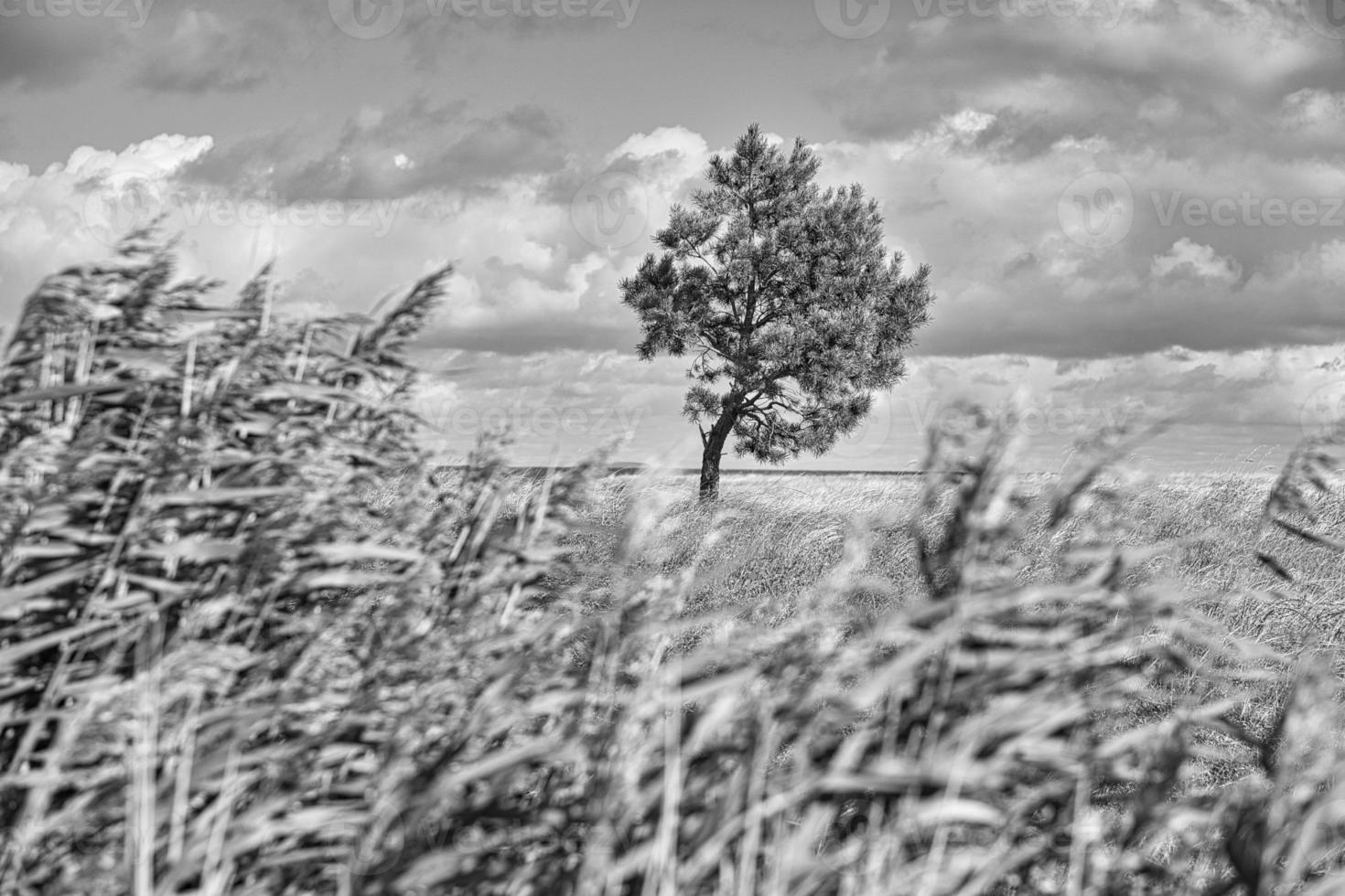 on the baltic sea beach with clouds, dunes, beach and that in black and white photo