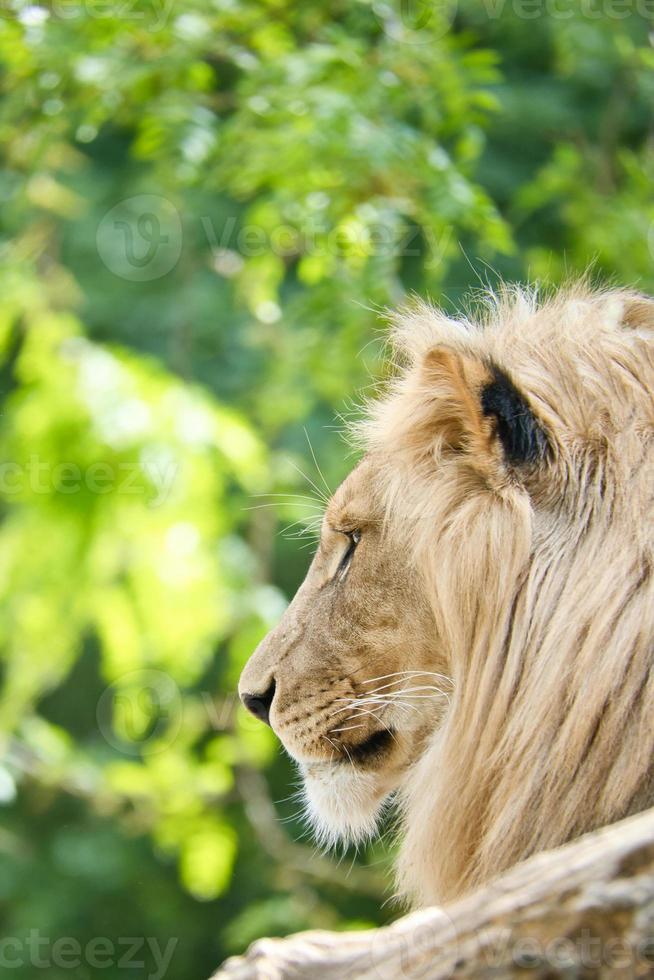 Lion with beautiful mane lying on a rock. Relaxed predator. Animal photo big cat.