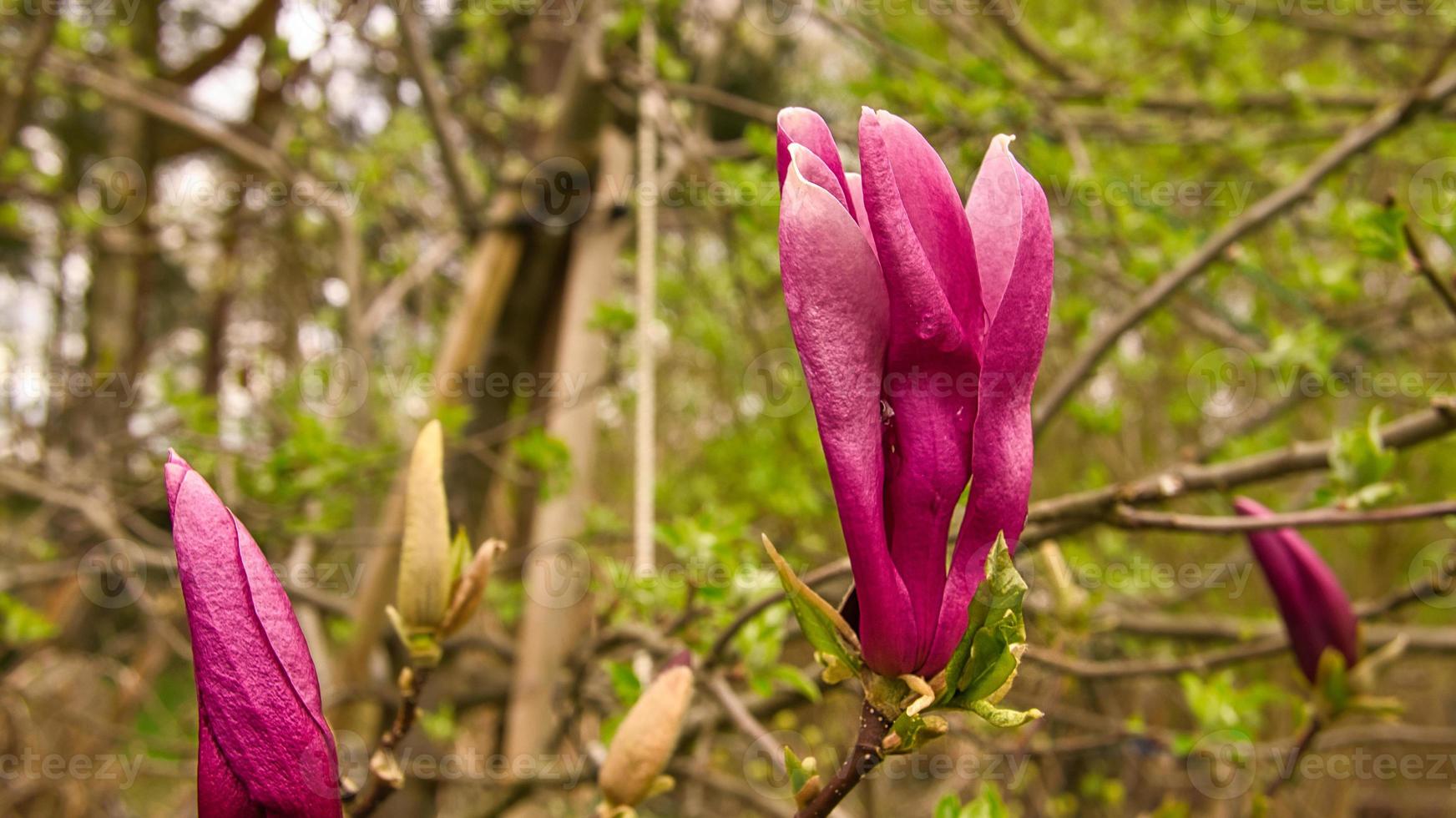 Magnolia trees are a true splendor in the flowering season. An eye catcher nature photo
