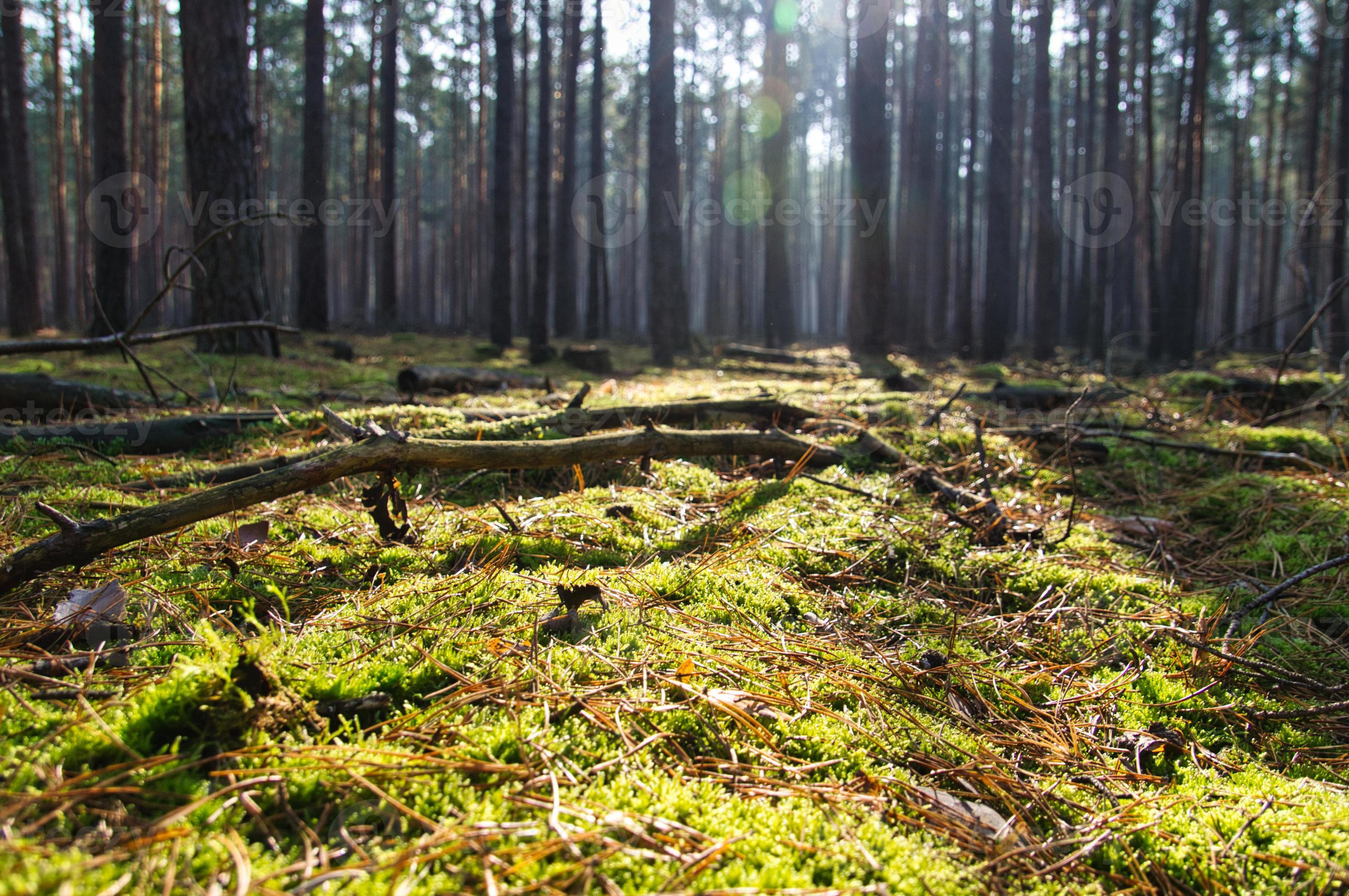Coniferous Forest Secrets: Unveiling The Abiotic Powerhouse - pnxw0ts