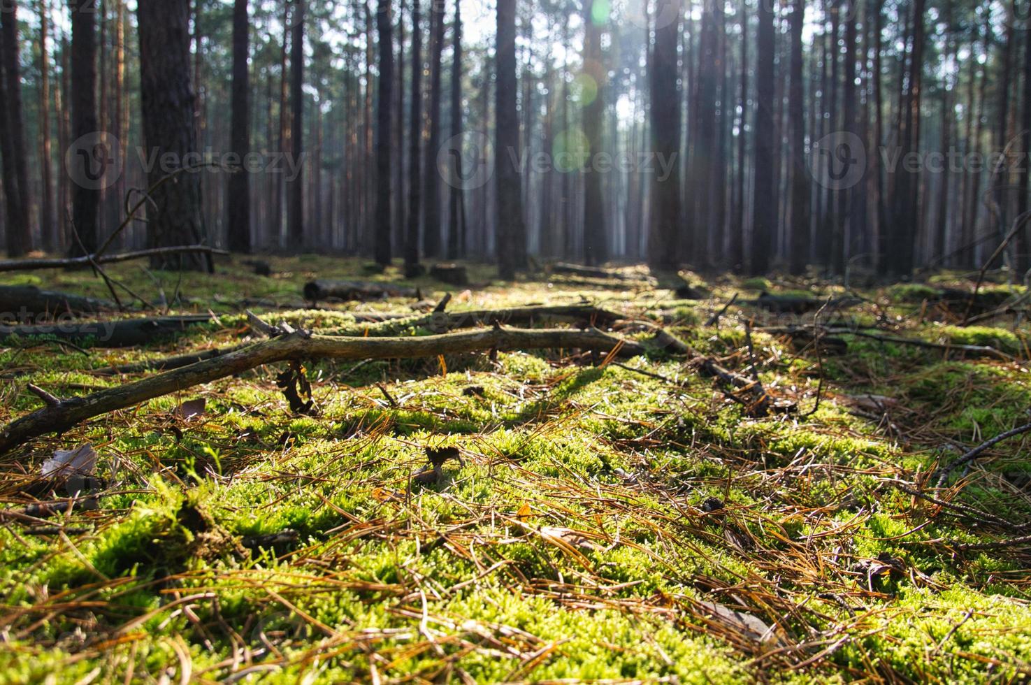 Coniferous forest in autumn with moss on the forest floor and warm autumn light. photo