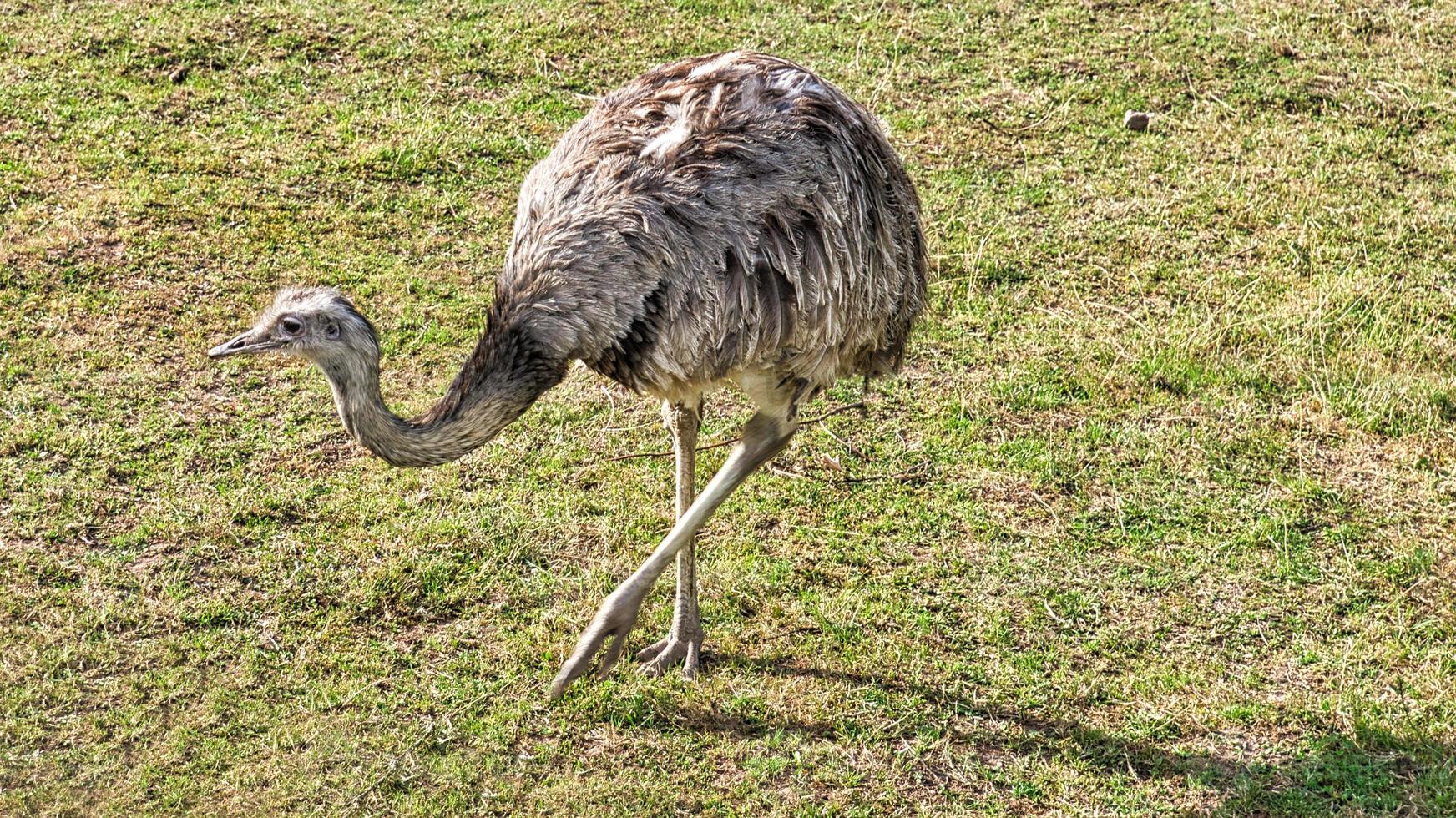 Nandu on the meadow. Close-up of the bird in nature. Grey plumage. photo