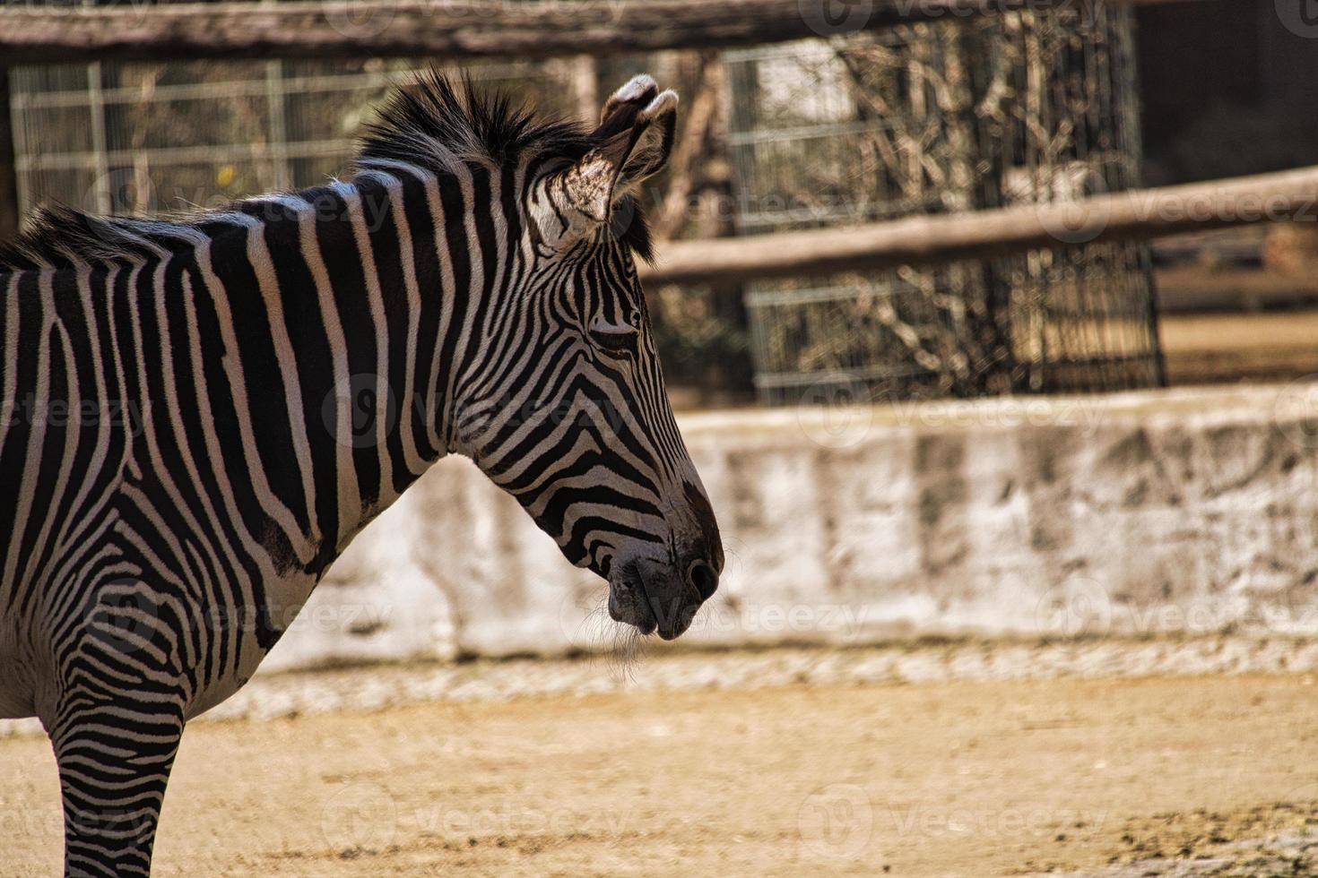 zebra from berlin zoo in germany photo