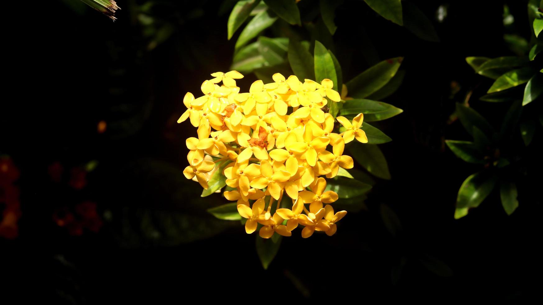 Yellow ashoka flower with black nature background. Ashoka flower or Saraca asoca is a plant with beautiful flowers that are very familiar. This species belongs to the Rubiaceae or soka-sokaan family. photo