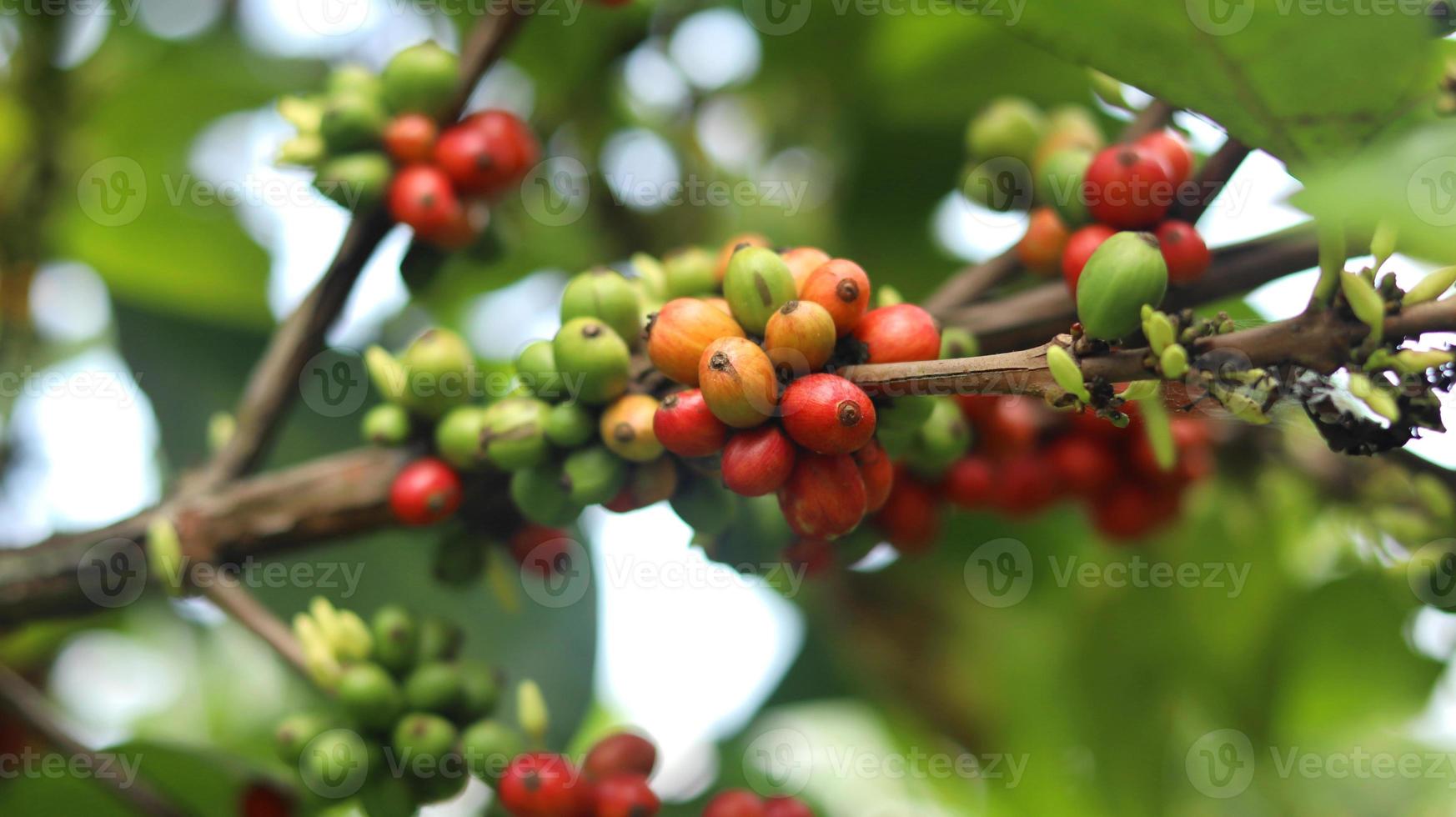 red coffee cherries on the branches and ripe so they are ready to be harvested. Coffee fruit from java island Indonesia. photo