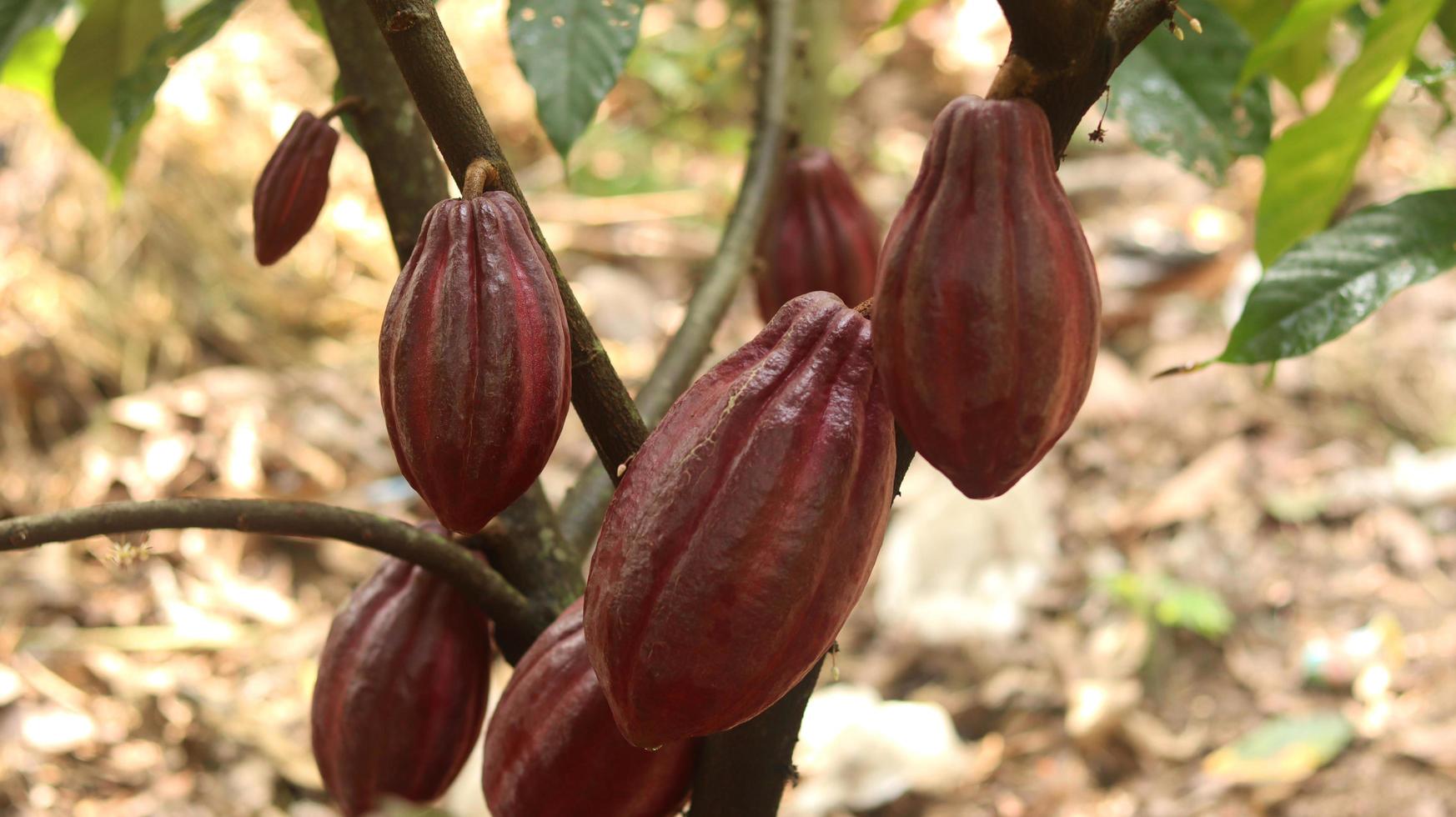 Red cocoa pod on tree in the field. Cocoa or Theobroma cacao L. is a cultivated tree in plantations originating from South America, but is now grown in various tropical areas. Java, Indonesia. photo