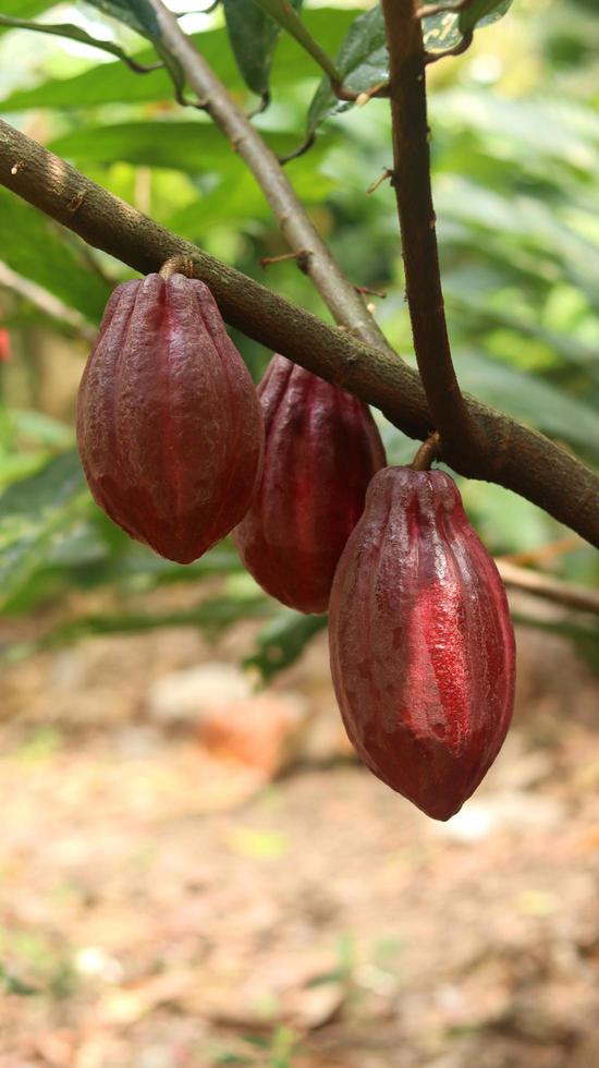 Red cocoa pod on tree in the field. Cocoa or Theobroma cacao L. is a cultivated tree in plantations originating from South America, but is now grown in various tropical areas. Java, Indonesia. photo