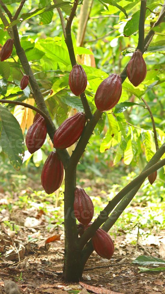 vaina de cacao roja en el árbol en el campo. cacao o theobroma cacao l. es un árbol cultivado en plantaciones originario de sudamérica, pero ahora se cultiva en diversas zonas tropicales. java, indonesia. foto