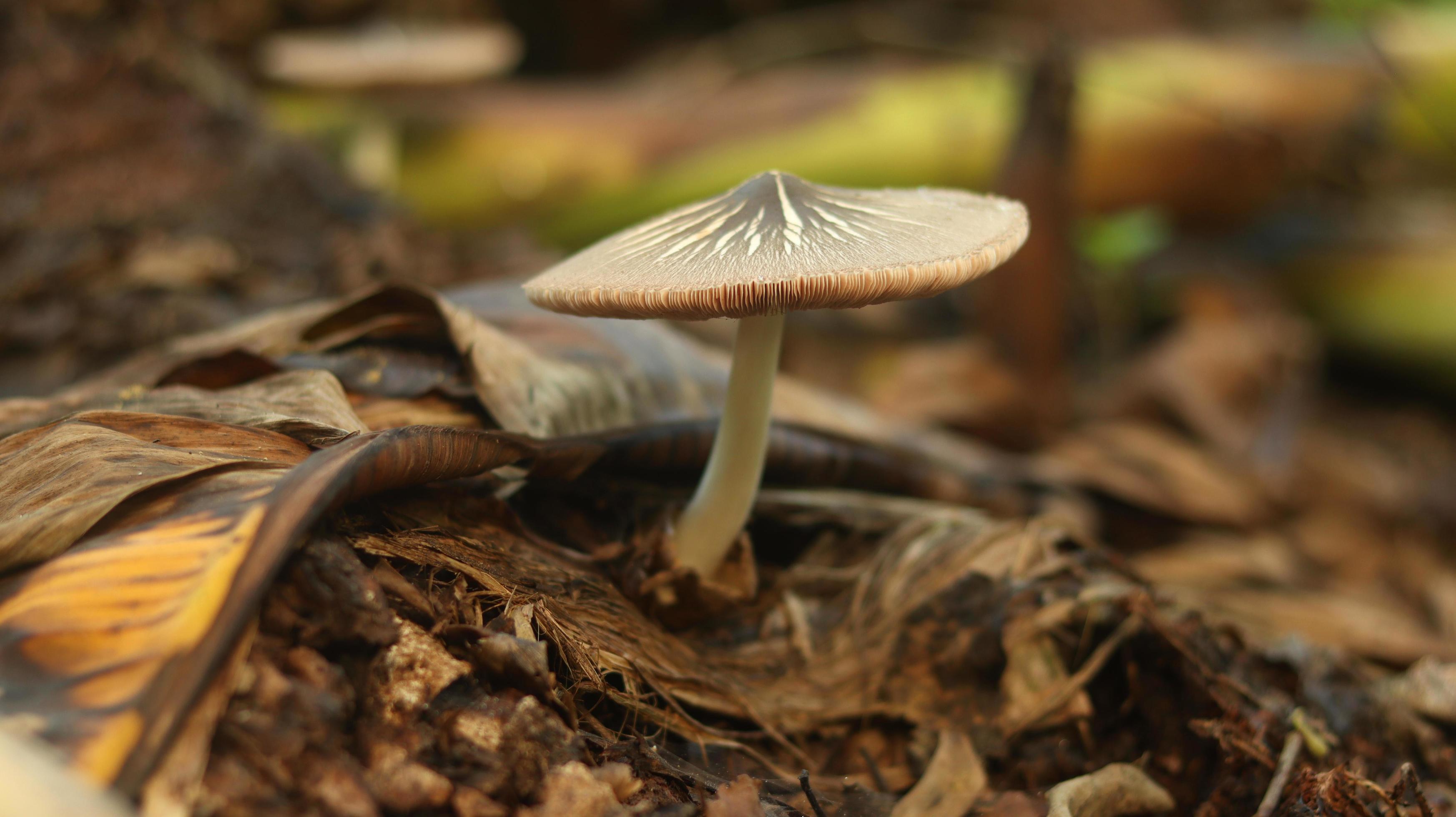 mushroom plant growing on a rotting banana stem on a blurry nature