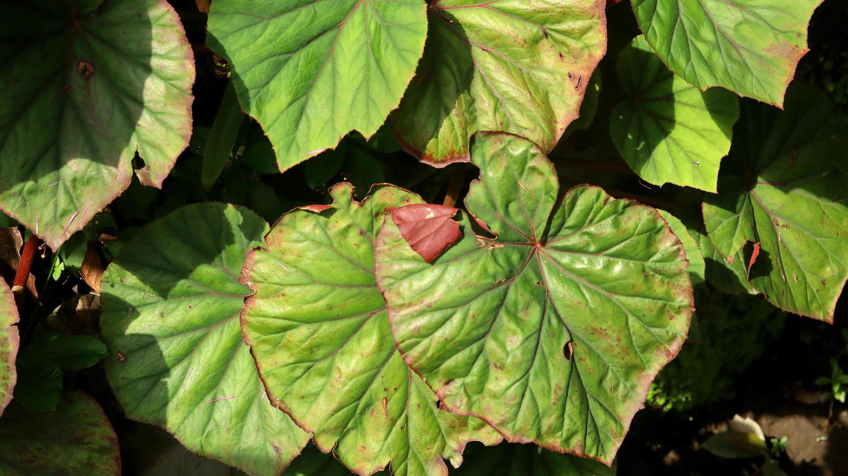 Begonia plant leaves that look bright in the morning sun. Begonia is a genus of perennial flowering plants in the family Begoniaceae. The genus contains more than 2,000 different plant species. photo