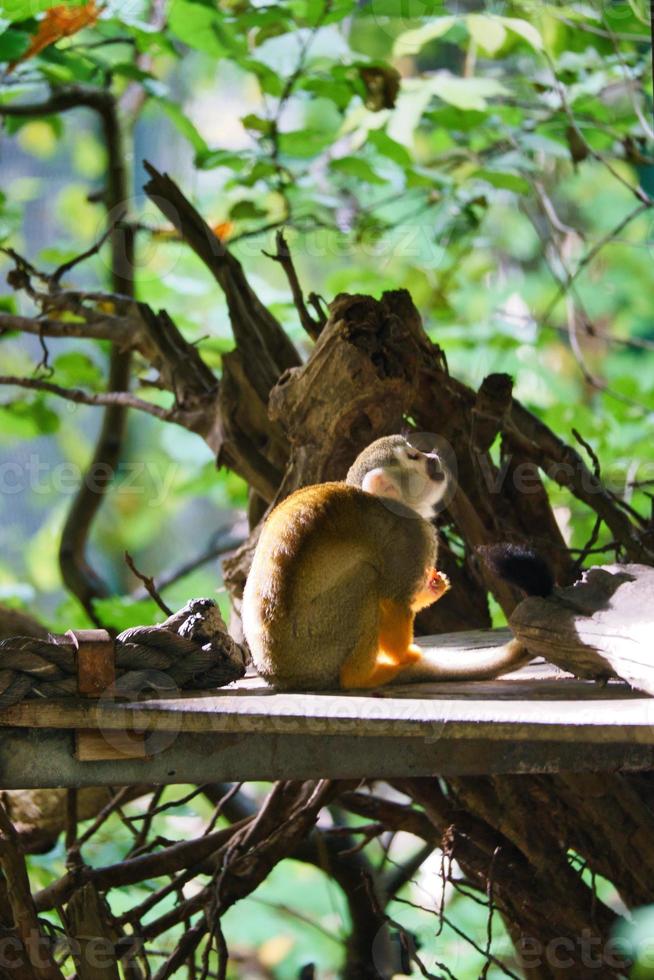 mono ardilla sentado en una plataforma y tomando comida. en un árbol envuelto en hojas foto