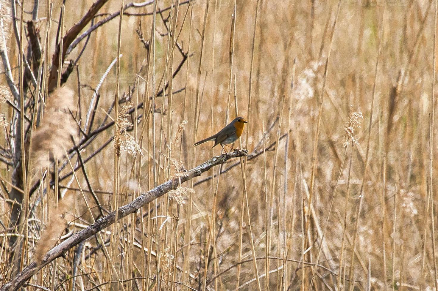 Robin on a branch in the National Park . Colorful plumage of the small songbird. photo