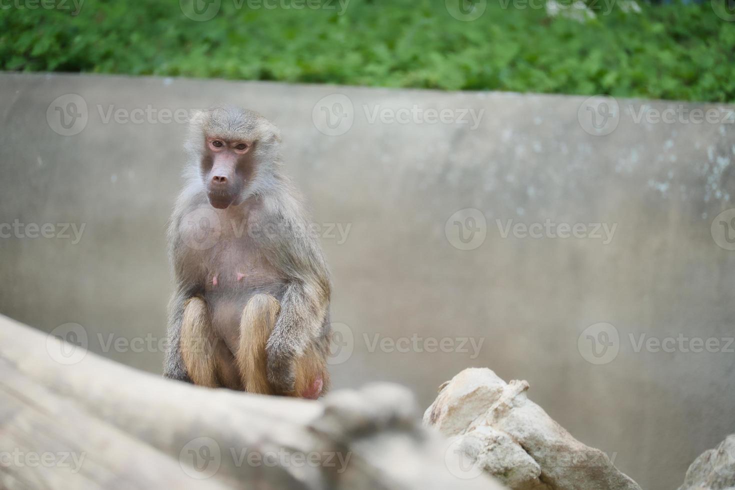 babuino en roca. monos relajados que viven en la asociación familiar. grandes monos foto