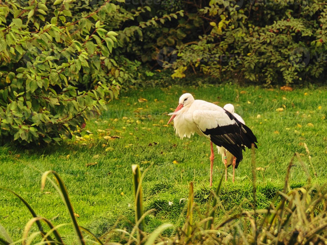 cigüeñas en un prado de hierba. elegante en plumaje blanco y negro foto