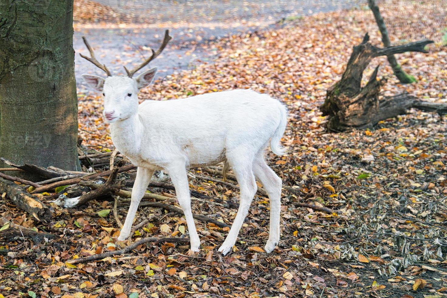 white deer isolated in a deciduous forest. photo