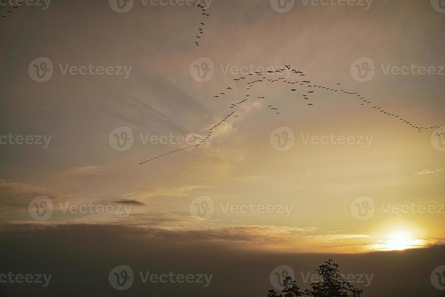 Cranes moving in formation in the sky. Migratory birds on the Darss. photo